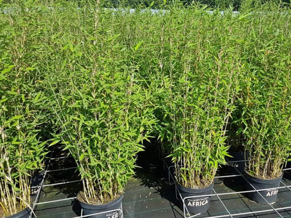 Fargesia murielae "Blue Lizard" ® - (Bambus "Blue Lizard" ®),